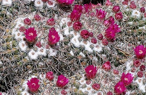 Mammillaria standleyi